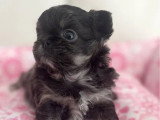 4 chiots Chihuahua Poil Long LOF nés en mai 2026 à réserver