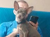 Chiot Petit Chien Russe mâle LOF de décembre 2025 à vendre