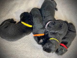 Chiots Berger Allemand à vendre