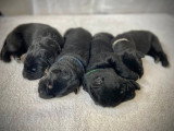 Chiots Berger Allemand à vendre
