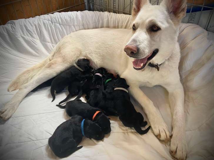 Chiots Berger Allemand à vendre
