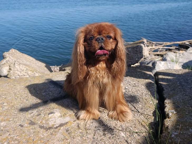 Mâle Cavalier King Charles LOF disponible pour saillie