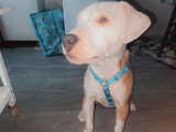 Chiot femelle American Staff Terrier à vendre
