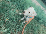 Chiot femelle American Staff Terrier à vendre