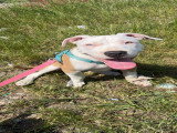 Chiot femelle American Staff Terrier à vendre