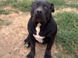 Chienne American Bully XXL à vendre