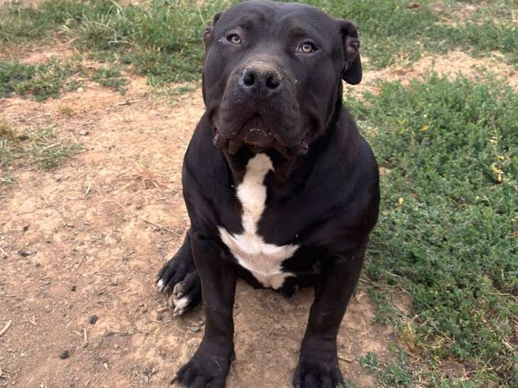Chienne American Bully XXL à vendre