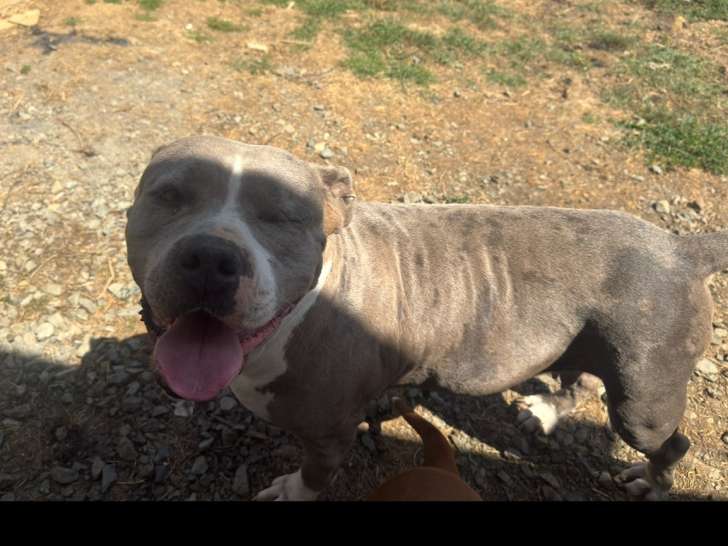 Chienne American Bully XXL à vendre