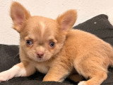 2 chiots Chihuahua femelles poil long d'avril 2026 à vendre non LOF