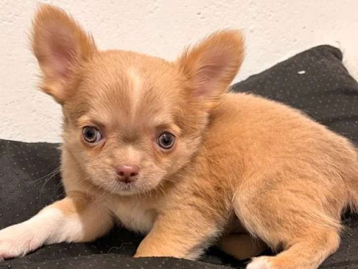 2 chiots Chihuahua femelles poil long d'avril 2026 à vendre non LOF