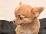2 chiots Chihuahua femelles poil long d'avril 2026 à vendre non LOF