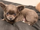 2 chiots Chihuahua femelles poil long d'avril 2026 à vendre non LOF