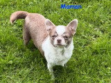 2 chiots Chihuahua femelles poil long d'avril 2026 à vendre non LOF