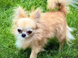 2 chiots Chihuahua femelles poil long d'avril 2026 à vendre non LOF