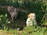 Deux chiots Coton de Tuléar mâles non LOF nés en mars 2026 à vendre