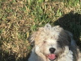 Deux chiots Coton de Tuléar mâles non LOF nés en mars 2026 à vendre