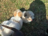 Deux chiots Coton de Tuléar mâles non LOF nés en mars 2026 à vendre