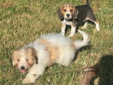 Deux chiots Coton de Tuléar mâles non LOF nés en mars 2026 à vendre