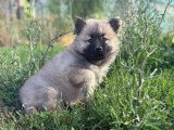 2 chiots Eurasiers non LOF nés en avril 2026 à vendre