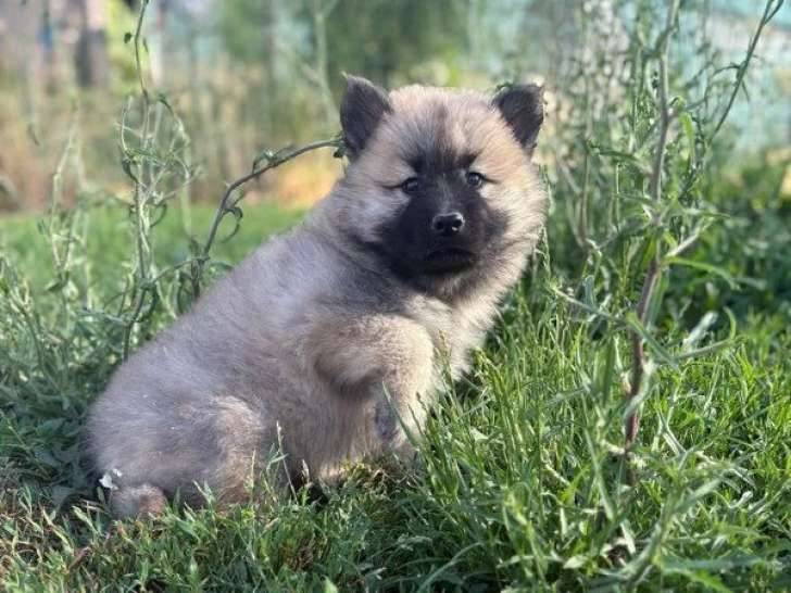 2 chiots Eurasiers non LOF nés en avril 2026 à vendre