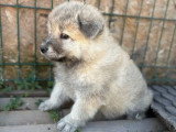 2 chiots Eurasiers non LOF nés en avril 2026 à vendre