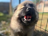 2 chiots Eurasiers non LOF nés en avril 2026 à vendre