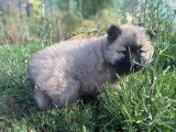 2 chiots Eurasiers non LOF nés en avril 2026 à vendre