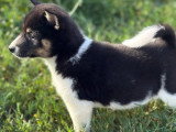 2 chiots Shiba Inu non LOF nés en avril 2026 à vendre