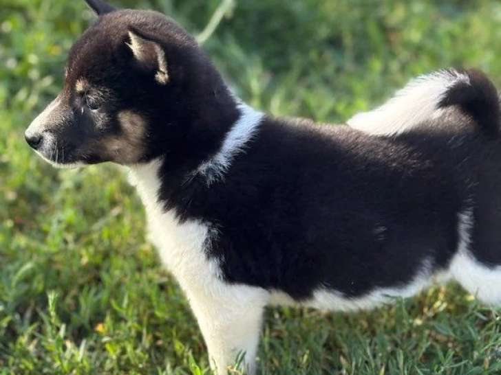 2 chiots Shiba Inu non LOF nés en avril 2026 à vendre