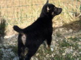 2 chiots Shiba Inu non LOF nés en avril 2026 à vendre