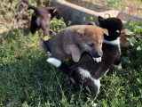 2 chiots Shiba Inu non LOF nés en avril 2026 à vendre