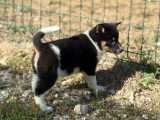 2 chiots Shiba Inu non LOF nés en avril 2026 à vendre