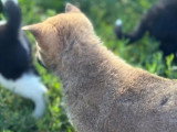 2 chiots Shiba Inu non LOF nés en avril 2026 à vendre
