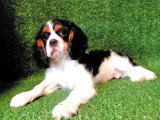 Chiot Cavalier King Charles mâle non LOF de mars 2026 en vente