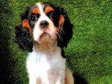 Chiot Cavalier King Charles mâle non LOF de mars 2026 en vente