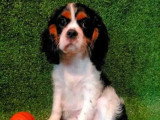 Chiot Cavalier King Charles mâle non LOF de mars 2026 en vente