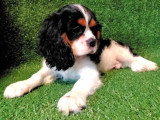 Chiot Cavalier King Charles mâle non LOF de mars 2026 en vente