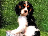 Chiot Cavalier King Charles mâle non LOF de mars 2026 en vente