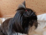 1 chienne Shih Tzu non LOF noire et blanche d'août 2024 à vendre