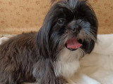 1 chienne Shih Tzu non LOF noire et blanche d'août 2024 à vendre