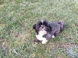 1 chienne Shih Tzu non LOF noire et blanche d'août 2024 à vendre
