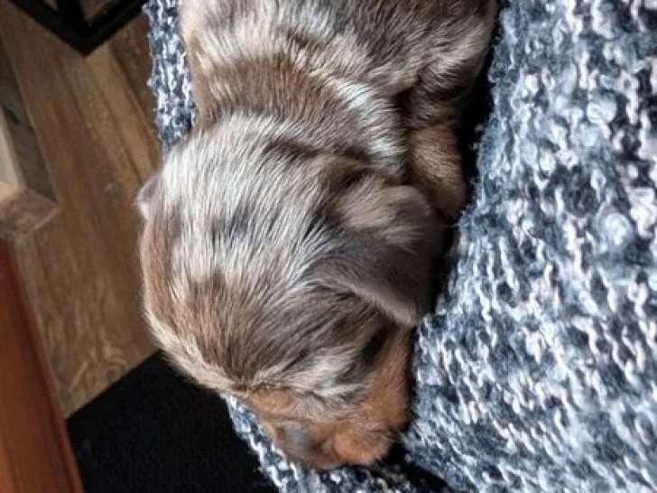 5 chiots Teckel Nain Poil Dur LOF nés en juin 2026 à réserver