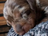 5 chiots Teckel Nain Poil Dur LOF nés en juin 2026 à réserver