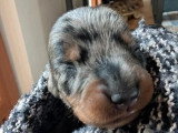 5 chiots Teckel Nain Poil Dur LOF nés en juin 2026 à réserver