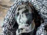 5 chiots Teckel Nain Poil Dur LOF nés en juin 2026 à réserver