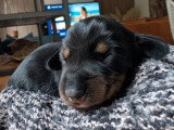 5 chiots Teckel Nain Poil Dur LOF nés en juin 2026 à réserver