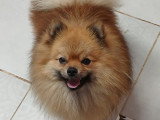 Chien adulte de type Loulou de Poméranie mâle à vendre