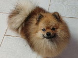 Chien adulte de type Loulou de Poméranie mâle à vendre