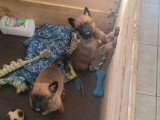 6 chiots Malinois nés en mai 2026 LOF à réserver