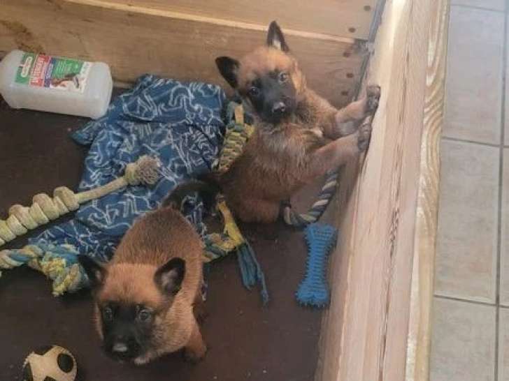 6 chiots Malinois nés en mai 2026 LOF à réserver